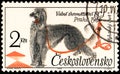 CZECHOSLOVAKIA - CIRCA 1965: a stamp, printed in Czechoslovakia, shows a Afghan Hound