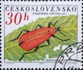 Czechoslovakia Circa 1962 : A postage stamp printed in Czechoslovakia showing a Cardinal Beetle Pyrochroa coccinea Royalty Free Stock Photo