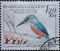 Czechoslovakia Circa 1959: A postage stamp printed in Czechoslovakia showing a Common Kingfisher Alcedo atthis