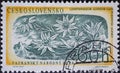Czechoslovakia Circa 1957: A postage stamp printed in Czechoslovakia showing an Edelweiss Leontopodium alpinum in the Tatra Nati