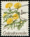 CZECHOSLOVAKIA - CIRCA 1990: stamp shows flowering plant Zinnia elegans, youth-and-age, common zinnia, elegant zinnia