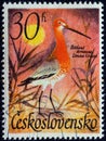 CZECHOSLOVAKIA - CIRCA 1967: A stamp printed in Czechoslovakia shows a Black-tailed Godwit Limosa limosa bird, circa 1967.