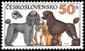 CZECHOSLOVAKIA - CIRCA 1990: stamp, printed in Czechoslovakia, shows a Poodles of different Breeds, series World Dogs Exhibition