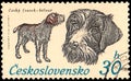 CZECHOSLOVAKIA - CIRCA 1973: a stamp, printed in Czechoslovakia, shows a Czech fousek