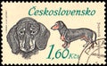 CZECHOSLOVAKIA - CIRCA 1973: a stamp, printed in Czechoslovakia, shows a Dachshund