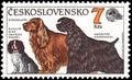 CZECHOSLOVAKIA - CIRCA 1990: stamp, printed in Czechoslovakia, shows a dogs Cavalier King Charles Spaniel, Cocker Spaniel, America