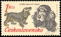 CZECHOSLOVAKIA - CIRCA 1973: a stamp, printed in Czechoslovakia, shows a Golden Cocker Spaniel Royalty Free Stock Photo