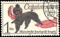 CZECHOSLOVAKIA - CIRCA 1965: a stamp, printed in Czechoslovakia, shows a Poodle dog, series International Cynological Congress