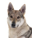 czechoslovakian wolf dog Royalty Free Stock Photo