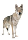 Czechoslovakian wolf dog Royalty Free Stock Photo