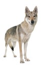 Czechoslovakian wolf dog