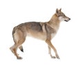 Czechoslovakian wolf dog