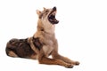 Czechoslovakian Wolfdog Royalty Free Stock Photo