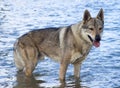 Czechoslovakian Wolfdog.