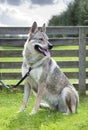 Czechoslovakian Wolfdog.