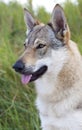 Czechoslovakian Wolfdog. Royalty Free Stock Photo