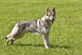 Czechoslovakian Wolfdog Royalty Free Stock Photo