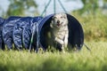 Czechoslovakian Wolfdog comes out of agility dog tunnel Royalty Free Stock Photo