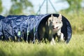 Czechoslovakian Wolfdog comes out of agility dog tunnel Royalty Free Stock Photo