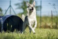 Czechoslovakian Wolfdog comes out of agility dog tunnel Royalty Free Stock Photo