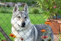 Czechoslovakian wolfdog dog behind the fence. Royalty Free Stock Photo