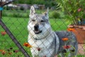 Czechoslovakian wolfdog dog behind the fence. Royalty Free Stock Photo