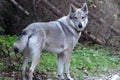 Czechoslovakian Wolfdog Royalty Free Stock Photo