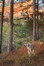 Czechoslovakian wolfdog in the forest. A beautiful dog that looks like a wolf in nature.