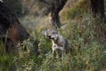 Czechoslovakian wolfdog in the forest. A beautiful dog that looks like a wolf in nature.