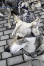 Czechoslovakian Wolfdog headshot Royalty Free Stock Photo