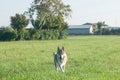 Czechoslovakian Wolfdog Royalty Free Stock Photo