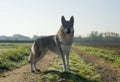 Czechoslovakian Wolfdog Royalty Free Stock Photo