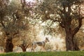 Czechoslovakian wolfdog in the olive grove. A beautiful dog that looks like a wolf in nature.