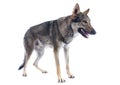 Czechoslovakian Wolfdog Royalty Free Stock Photo