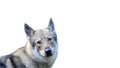 Czechoslovakian wolfdog portrait on white background looking directly Royalty Free Stock Photo