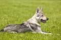 Czechoslovakian Wolfdog Puppy Royalty Free Stock Photo