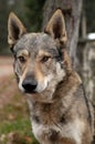 Czechoslovakian Wolfdog Royalty Free Stock Photo