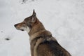 Czechoslovakian wolfdog walking in a park and enjoying the snow Royalty Free Stock Photo
