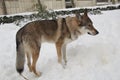 Czechoslovakian wolfdog walking in a park and enjoying the snow Royalty Free Stock Photo