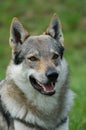 Czeslovakian Wolfdog Royalty Free Stock Photo