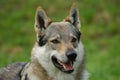 Czeslovakian Wolfdog Royalty Free Stock Photo