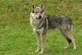 Czeslovakian Wolfdog Royalty Free Stock Photo