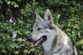 Czeslovakian Wolfdog Royalty Free Stock Photo
