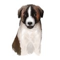 CÃÂ£o de Gado Transmontano Puppy dog breed isolated on white digital art illustration. Transmontano Mastiff Transmontano Cattle Dog