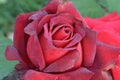 CÃÂ©sar E ChÃÂ¡vez Rose Flower 01
