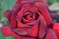 CÃÂ©sar E ChÃÂ¡vez Rose Flower Petals 02