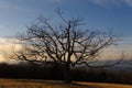 A mighty oak stands in silhouette Royalty Free Stock Photo