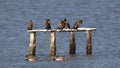 Pygmy Cormorants Standing On Wooden Roost Royalty Free Stock Photo