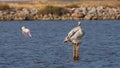 Dalmatian Pelican Perches on Roost Royalty Free Stock Photo