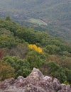 Yellow leaves punctuate this early autumn scene